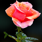 تصویر سازی و نقاشی دیجیتالی گل رز