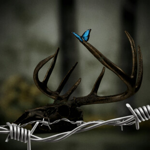 پروانه‌ی مرگ