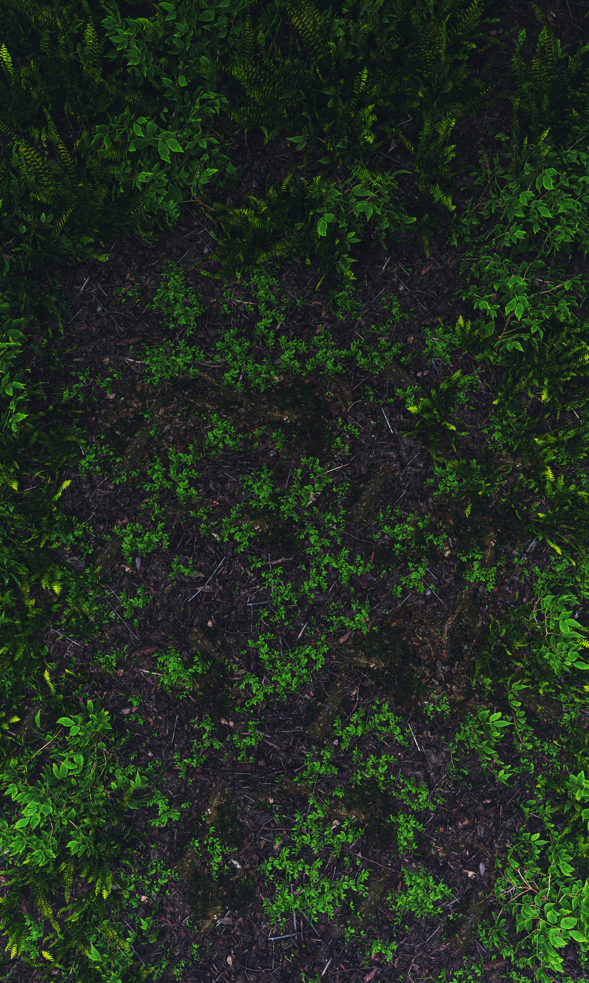 جنگل مه آلود - تصویر 13387