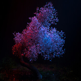 جنگل مه آلود