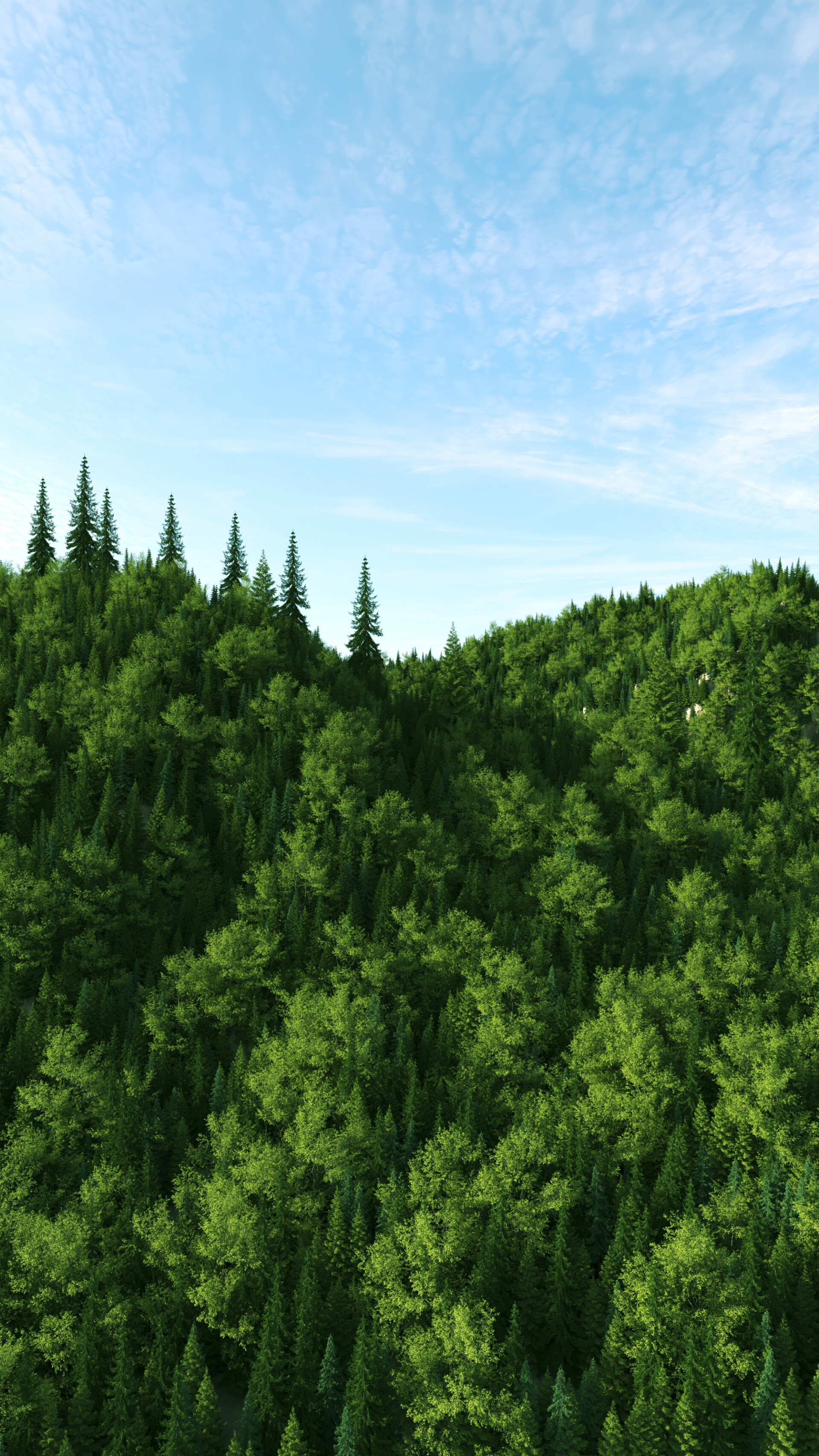 جنگل - تصویر 13400