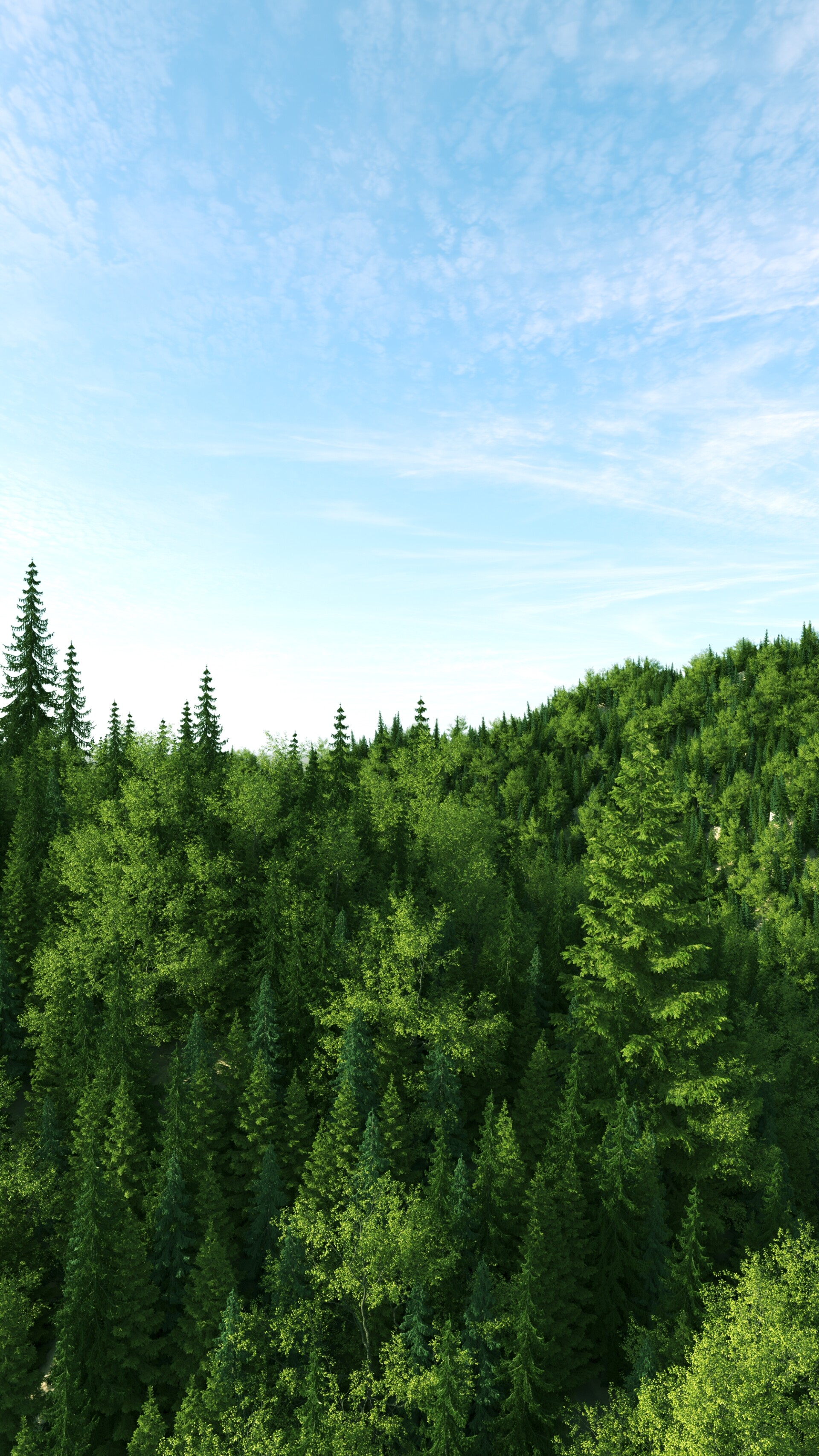 جنگل - تصویر 13401