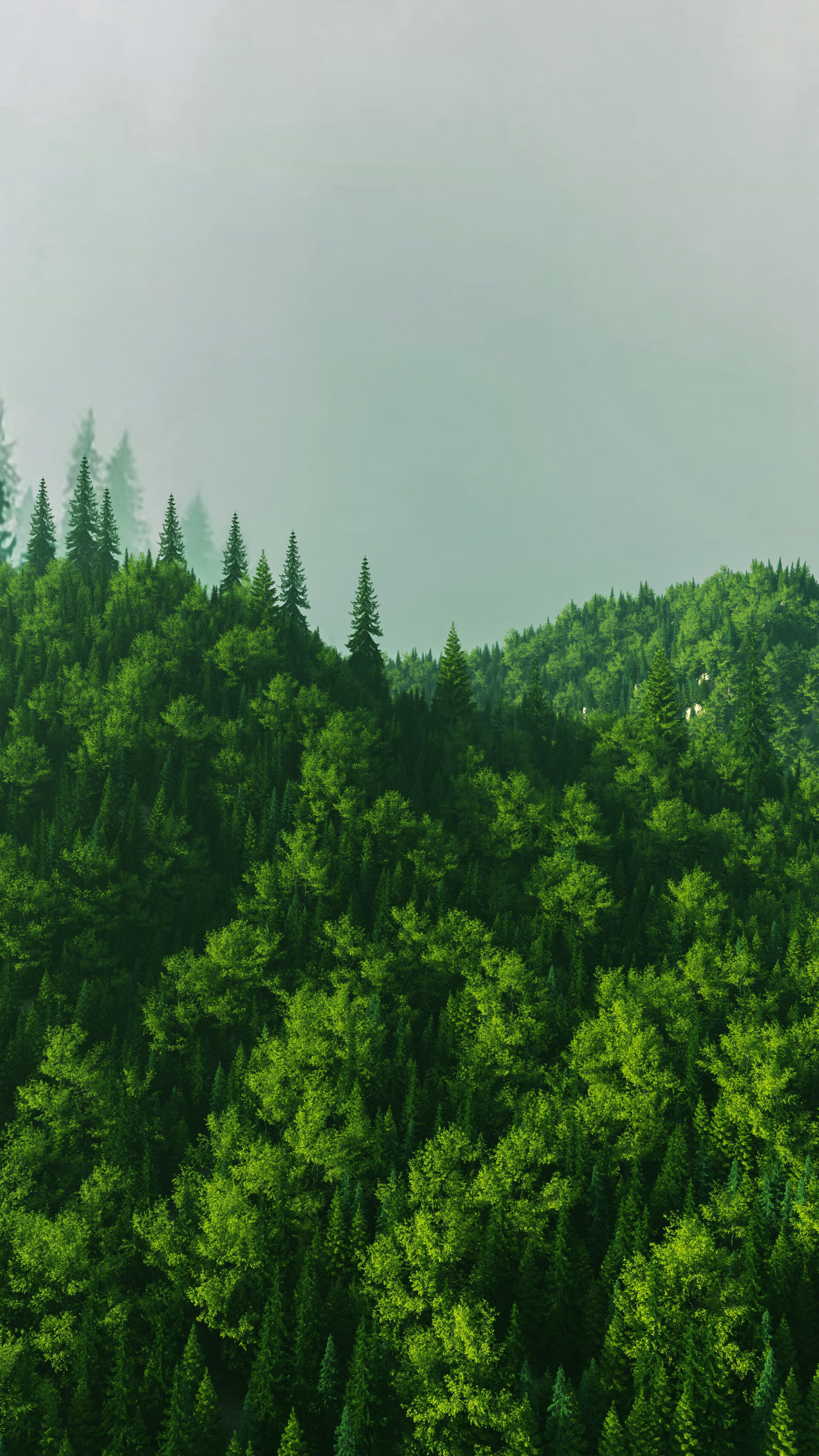 جنگل - تصویر 13402