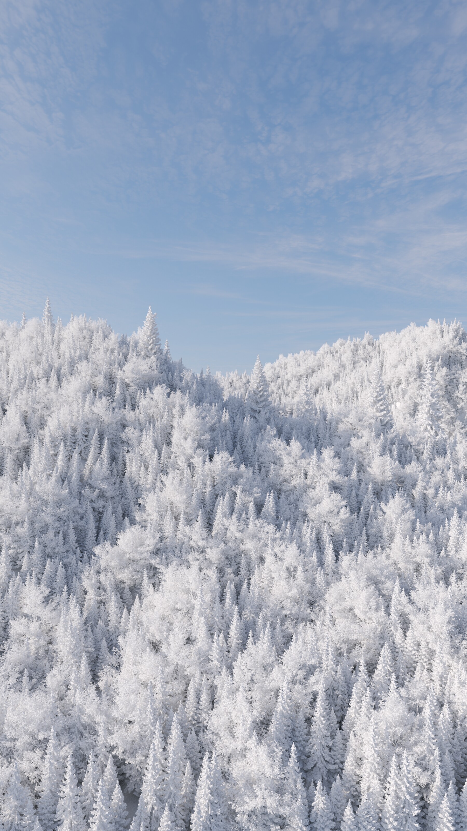 جنگل - تصویر 13403