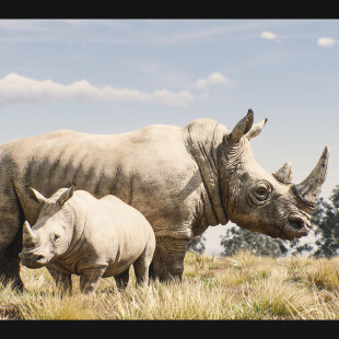 Northern White Rhinoceros