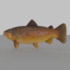 ریگ و انیمیت ماهی