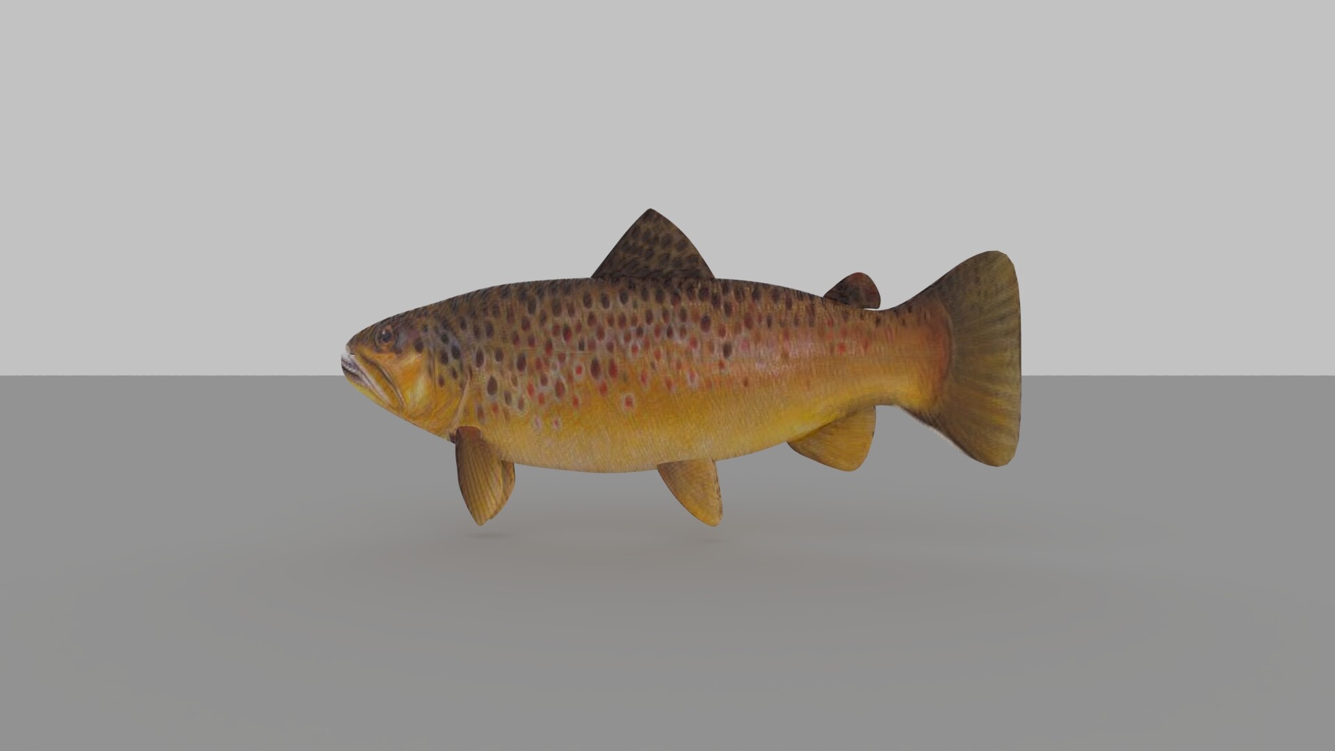 ریگ و انیمیت ماهی - تصویر 13851