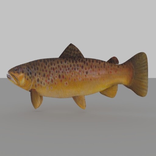 ریگ و انیمیت ماهی