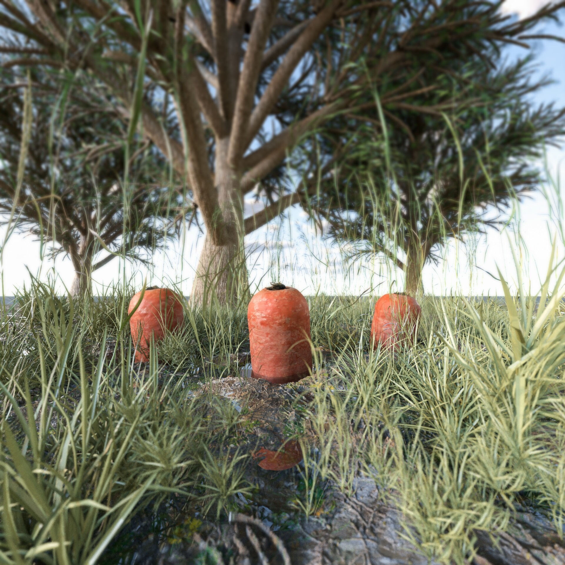 هویج - تصویر 13874