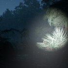 بدون عنوان (جنگل)