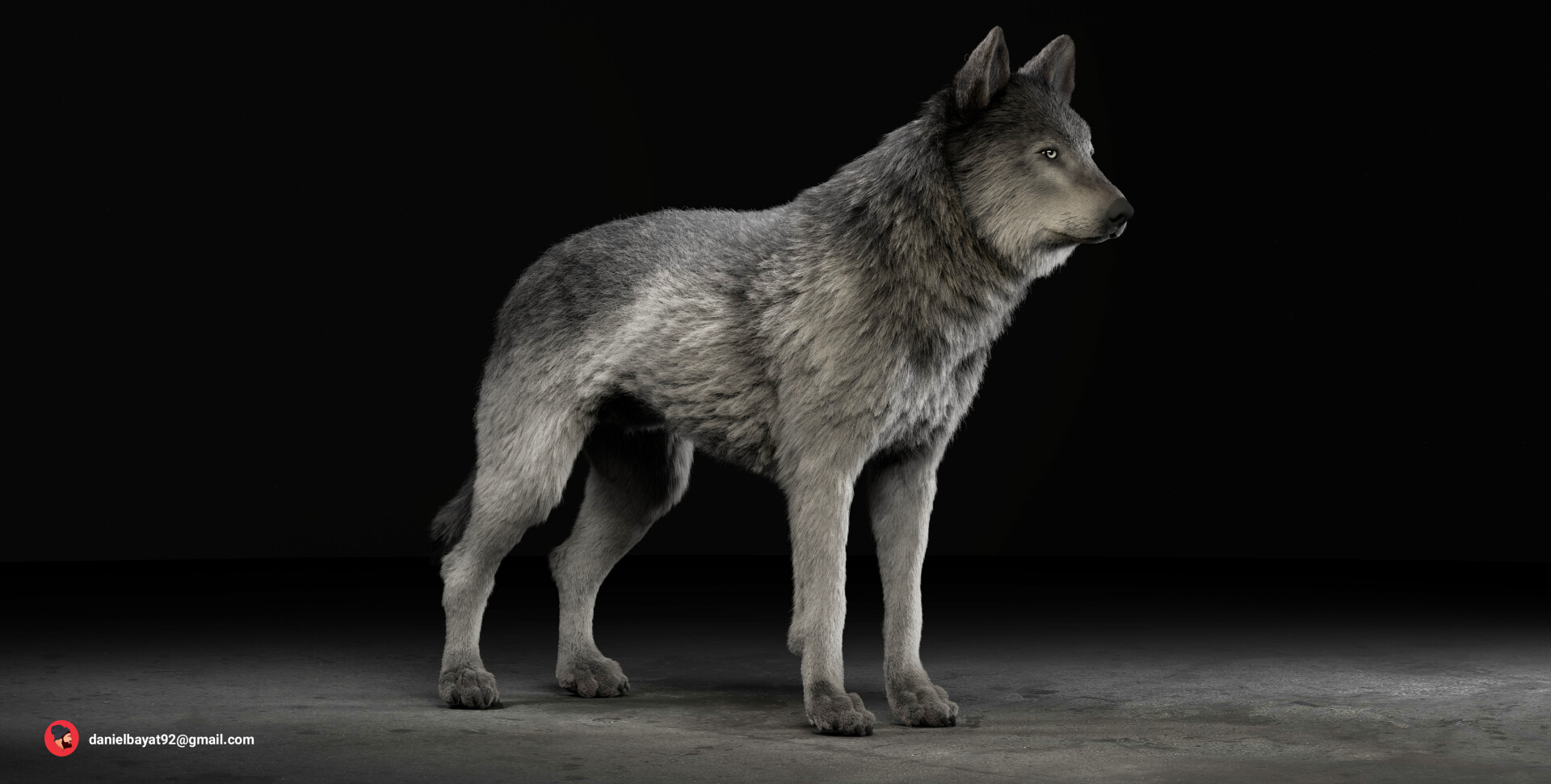 گرگ خاکستری - تصویر 14130