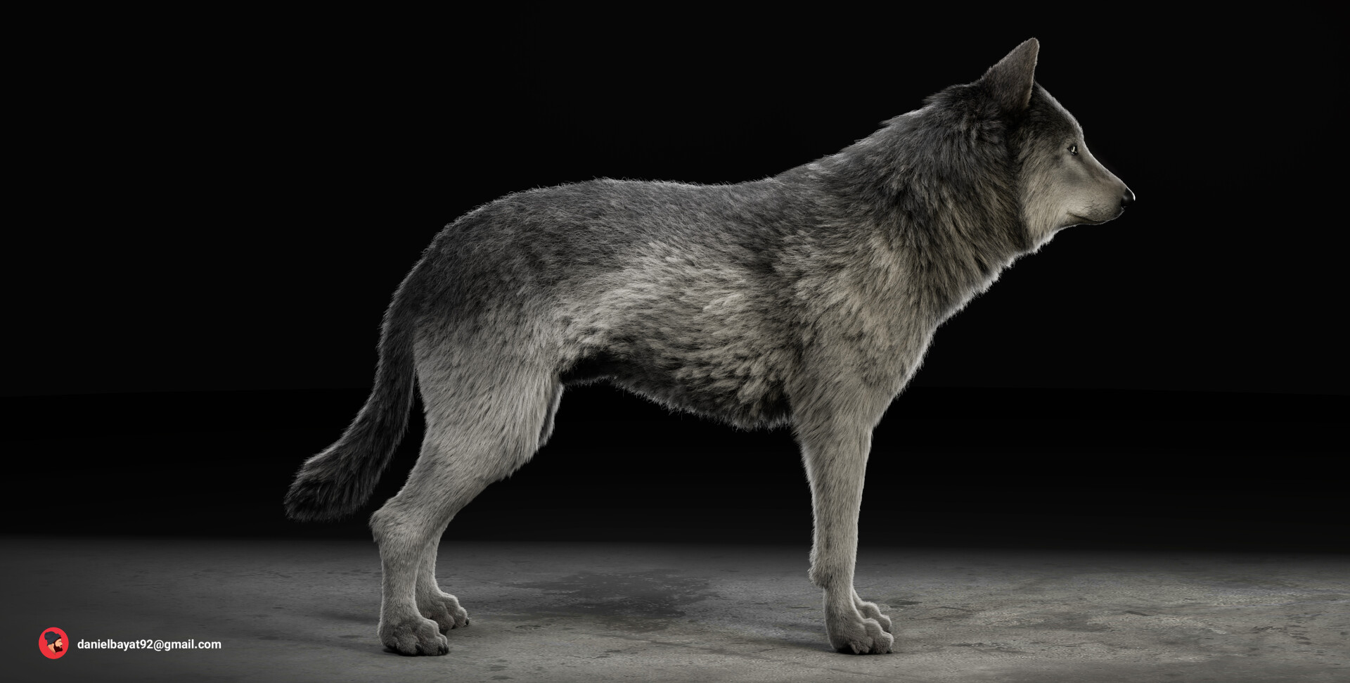 گرگ خاکستری - تصویر 14131