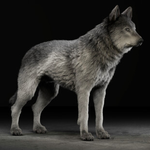 گرگ خاکستری