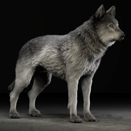 گرگ خاکستری