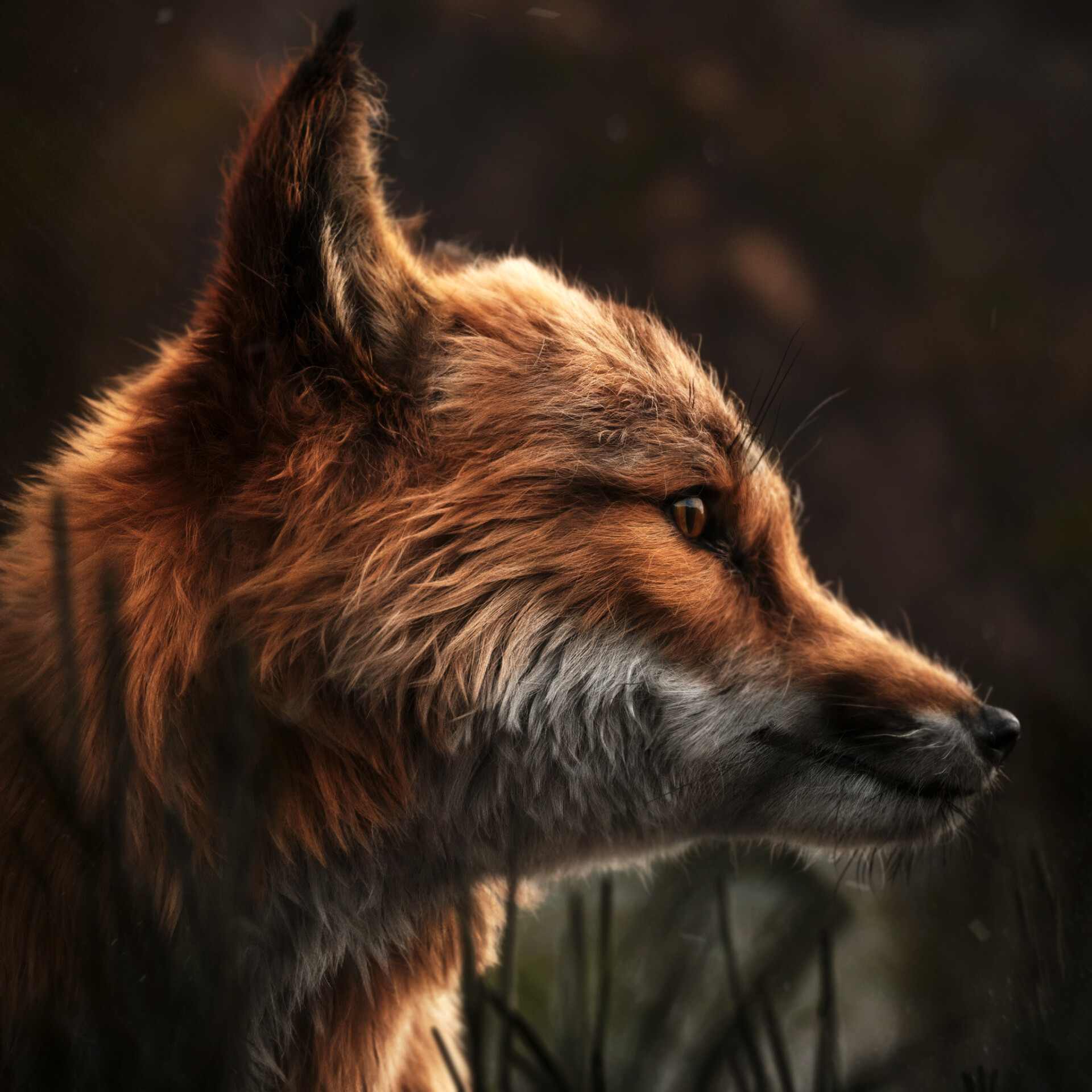 What Does The Fox Say - تصویر 14391