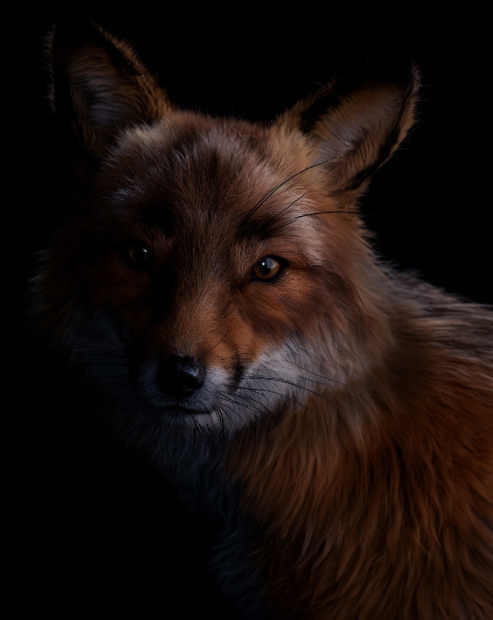 What Does The Fox Say - تصویر 14392