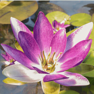 انیمیشن کوتاه ( آخرین نگاه - The last look )