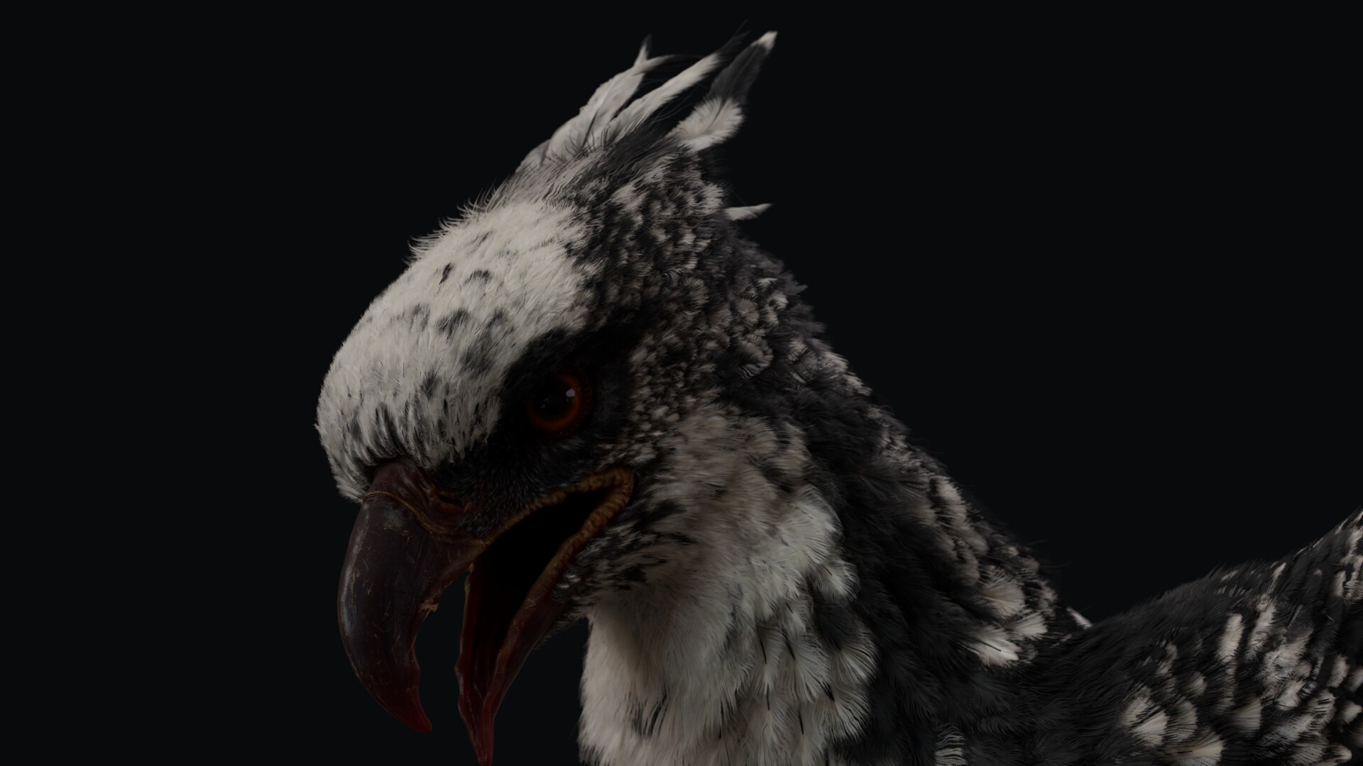 Black Phoenix - تصویر 16302