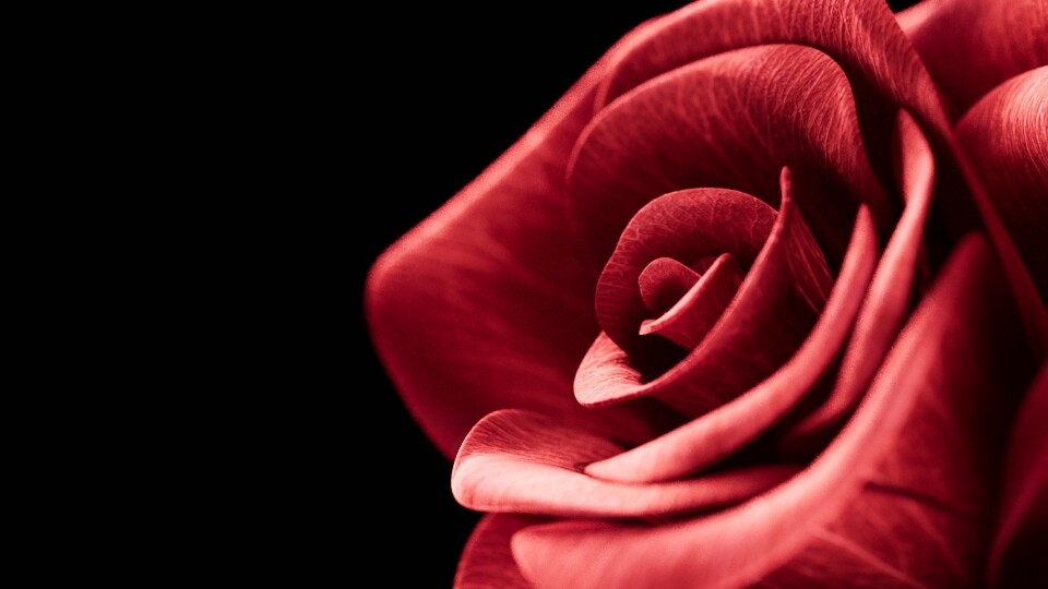 rose - تصویر 17402