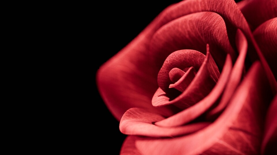 rose - تصویر 17403