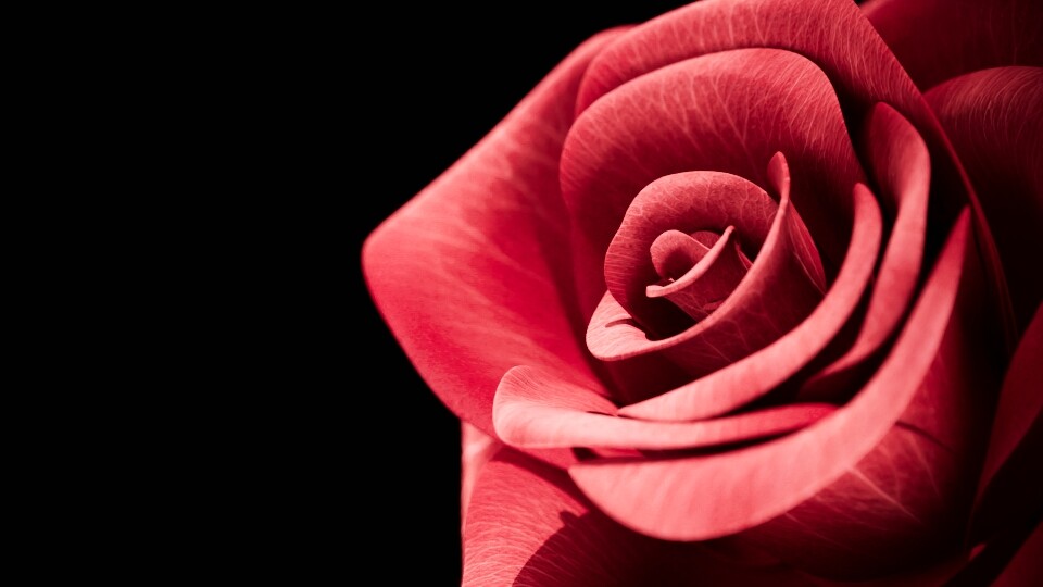 rose - تصویر 17404