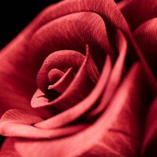 rose