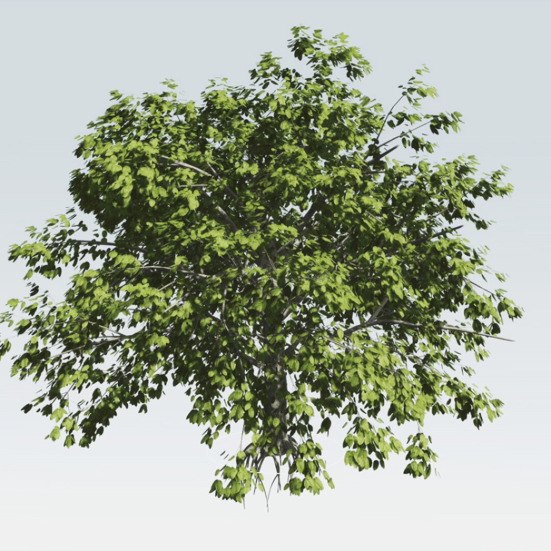 آموزش کامل نرم افزار SpeedTree