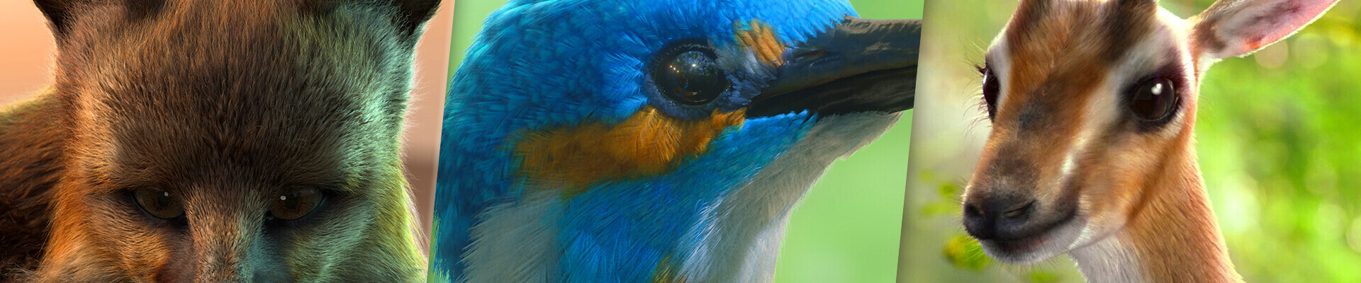 رزومه sadegh zafarian