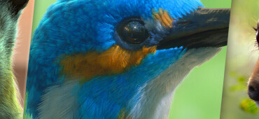 رزومه sadegh zafarian