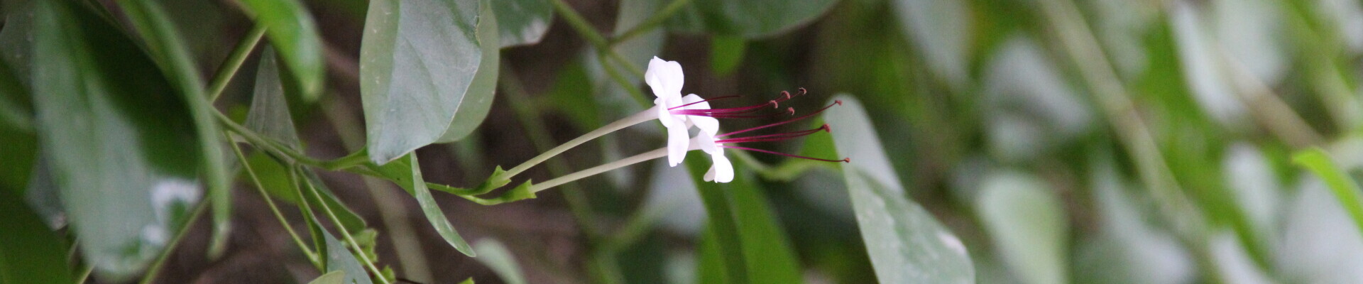 رزومه سامان یوسفی نژادی