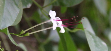 رزومه سامان یوسفی نژادی