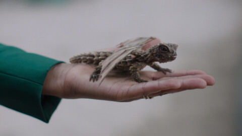 ویدیوی breakdown جانوران سریال The Watch